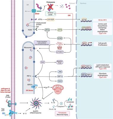 Endoplasmic Reticulum Stress and Its Role in Homeostasis and Immunity of Central and Peripheral Neurons